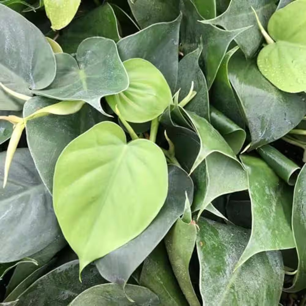 Cordatum Philodendron-Live Plants in 6 In. Pots-Rare and Elegant Indoor Houseplant