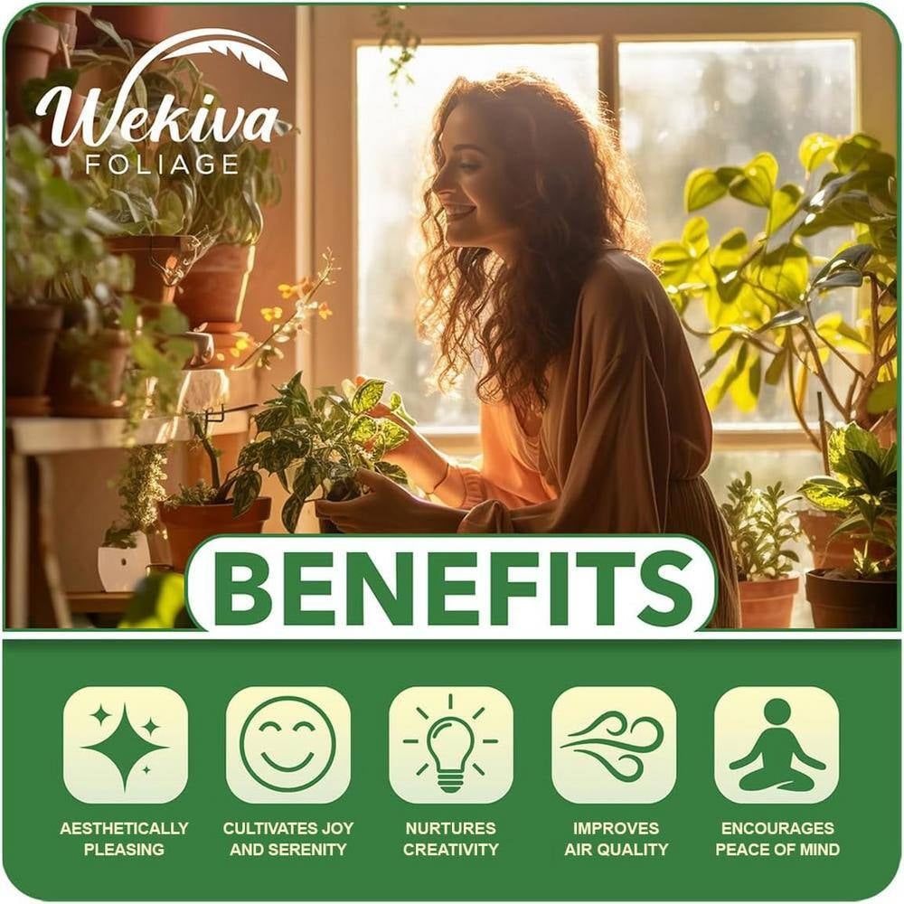 Cordatum Philodendron-Live Plants in 6 In. Pots-Rare and Elegant Indoor Houseplant