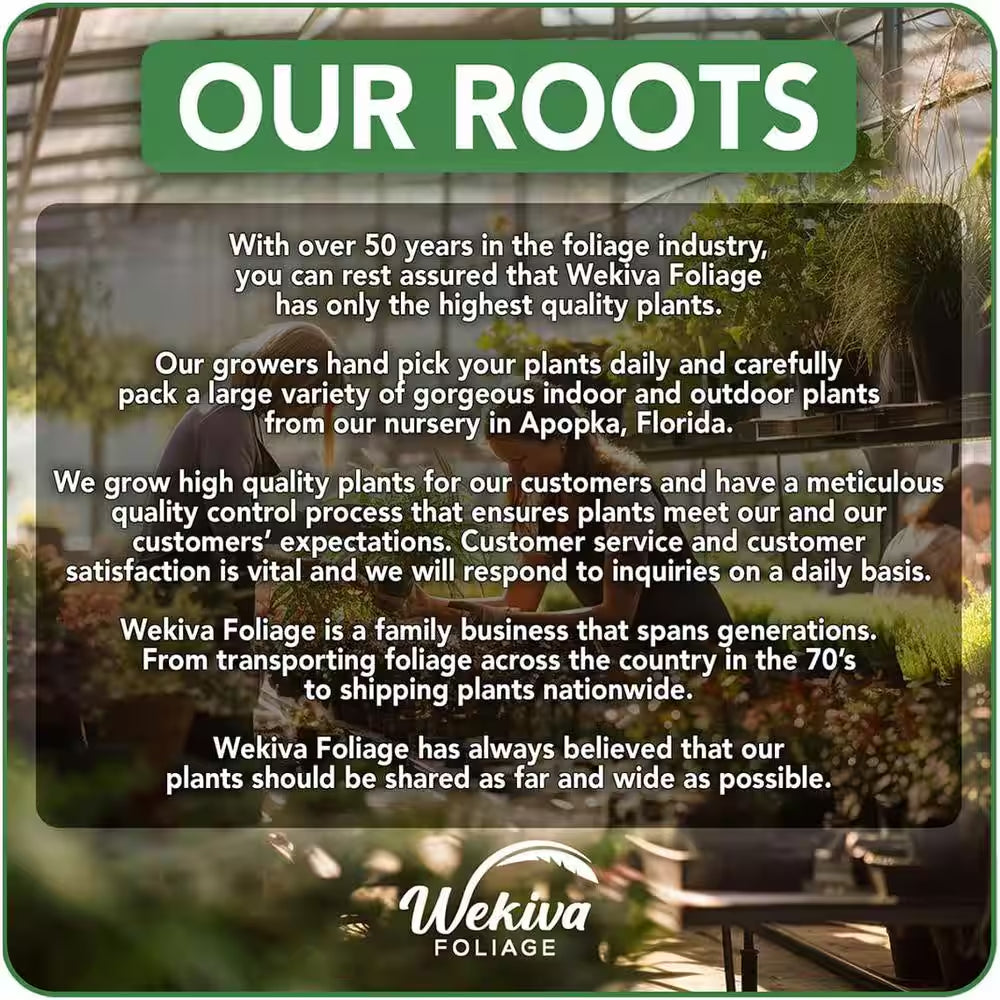 Cordatum Philodendron-Live Plants in 6 In. Pots-Rare and Elegant Indoor Houseplant