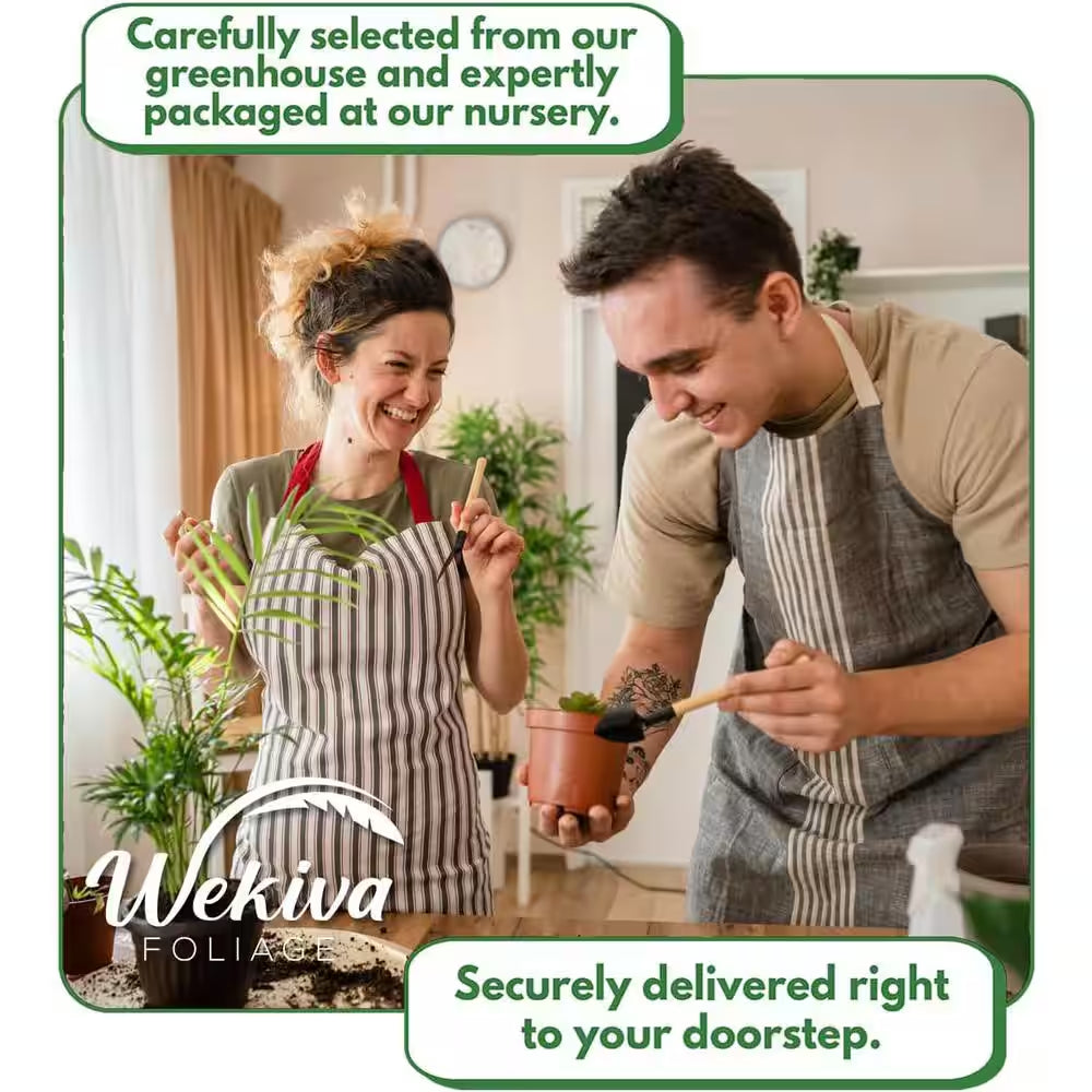 Cordatum Philodendron-Live Plants in 6 In. Pots-Rare and Elegant Indoor Houseplant