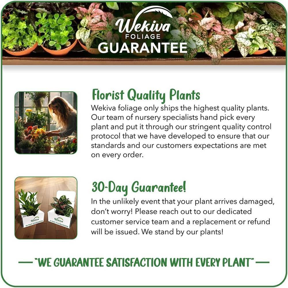 Cordatum Philodendron-Live Plants in 6 In. Pots-Rare and Elegant Indoor Houseplant