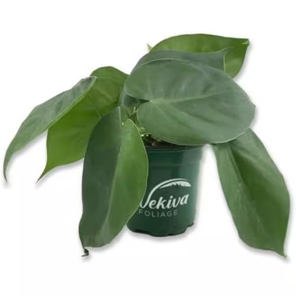 Cordatum Philodendron-Live Plants in 6 In. Pots-Rare and Elegant Indoor Houseplant
